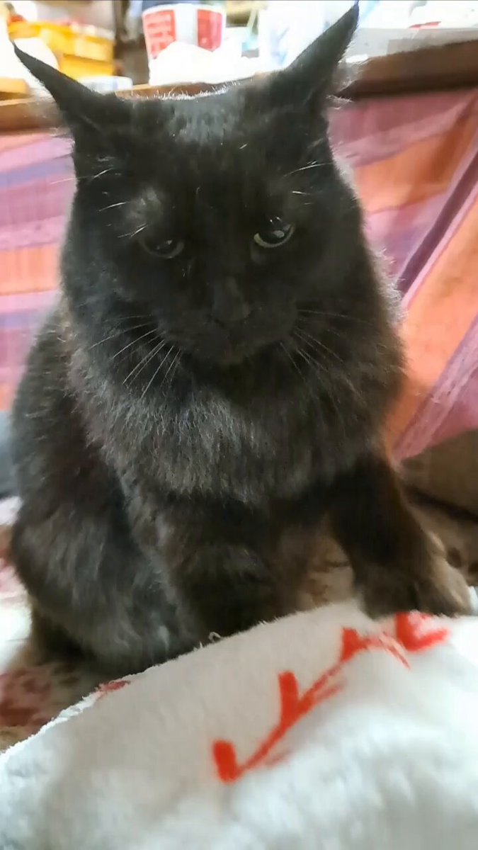 黒猫みんと かずよん🐈‍⬛黒猫りゅう🔜9/23・そうさくマーケット3階わ09ab