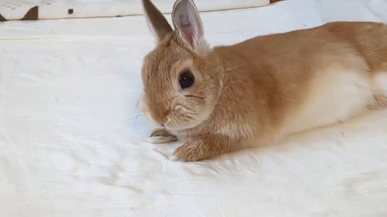 みかん🍊かぼす💚 on X: 