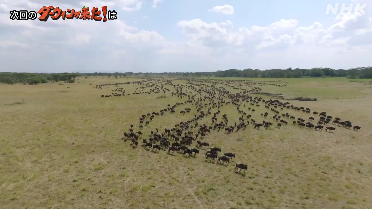 ダーウィンが来た！ (@nhk_darwin) / X