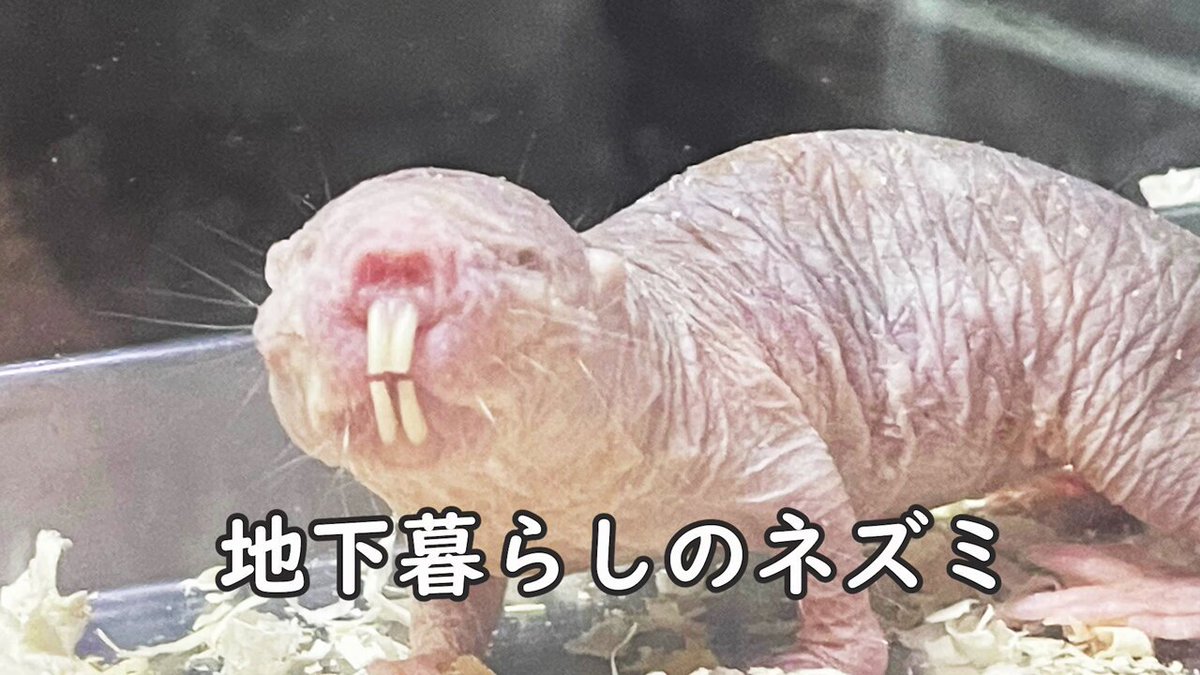 ハダカデバネズミ サバンナ シークレット 未開封・シークレット☆サバンナ黄金版・ハダカデバネズミ