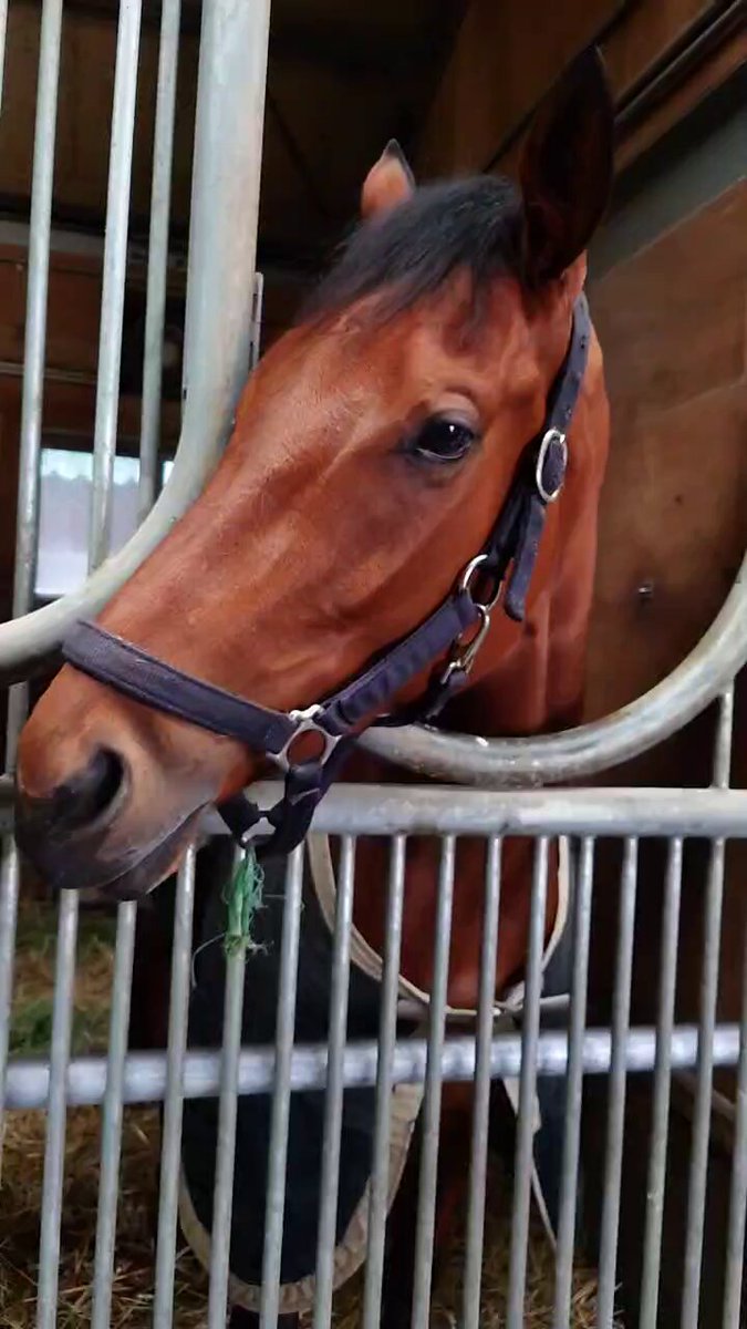 アネモネS - Search / X