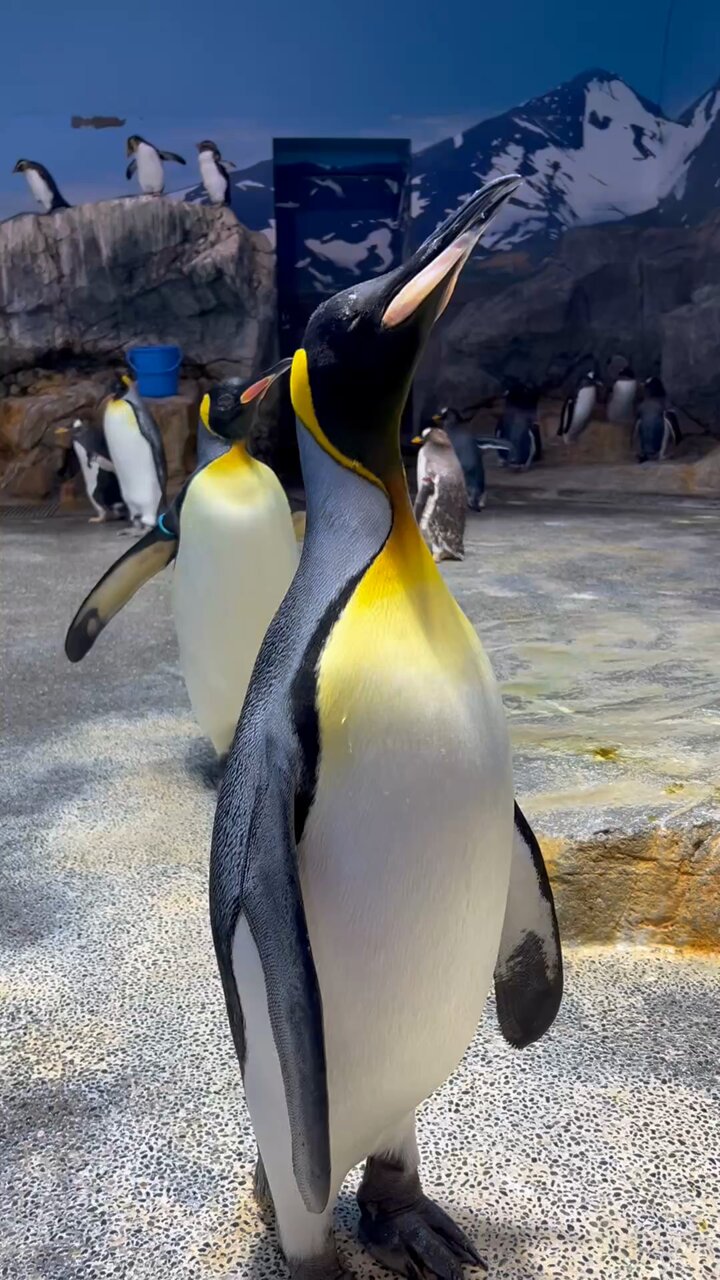 長崎ペンギン水族館【公式】 on X: 