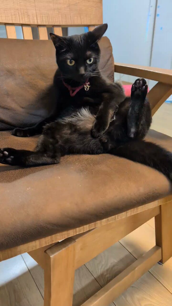 仔猫を拾ったので on X: 
