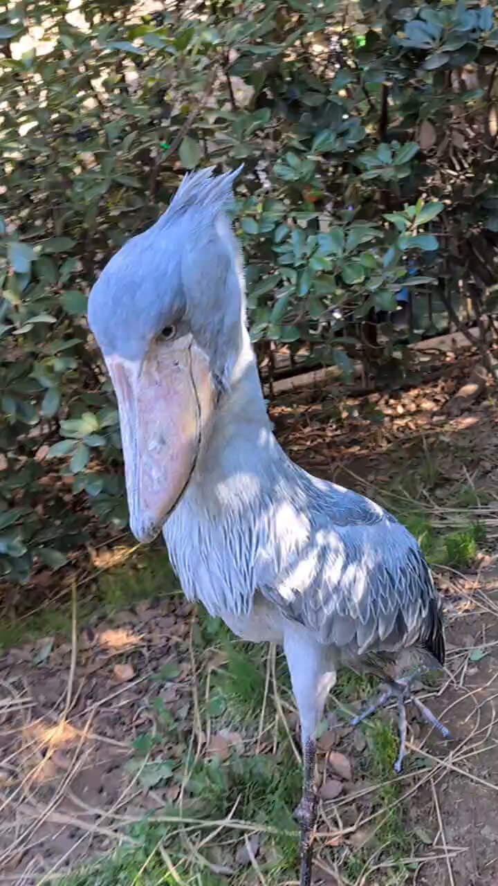 千葉市動物公園【公式】 on X: 
