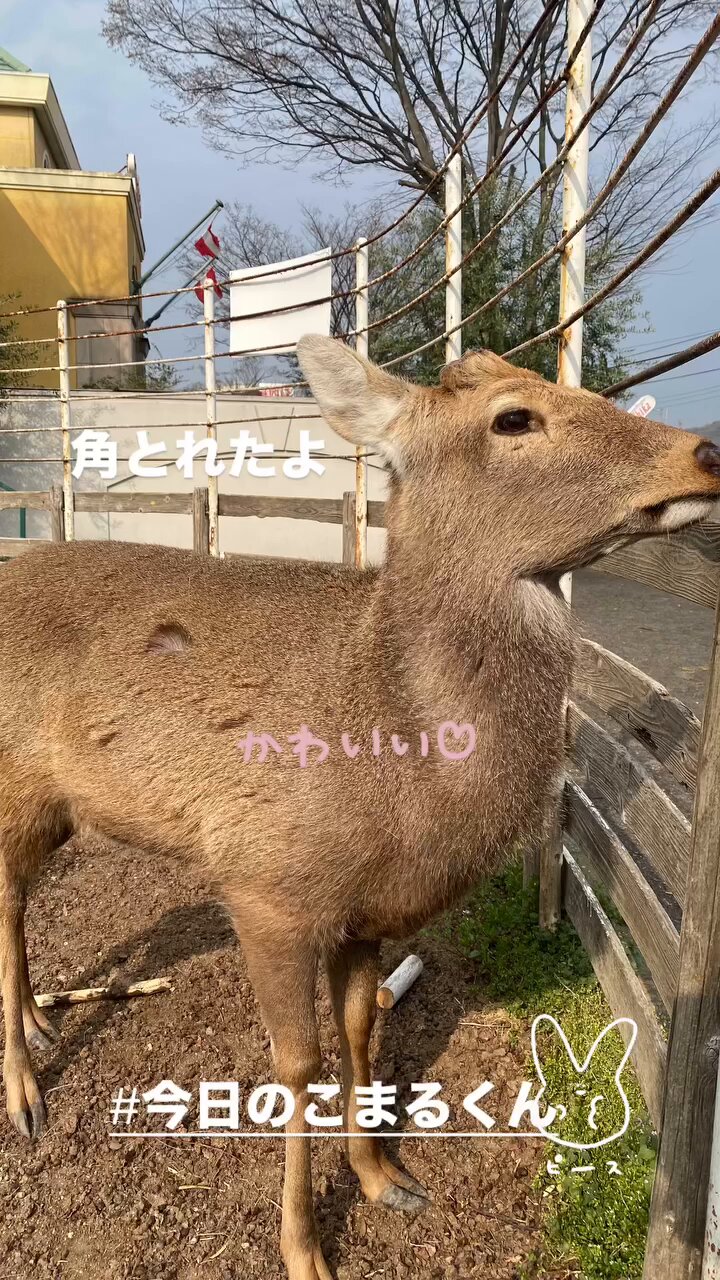 鹿の角 - Search / X