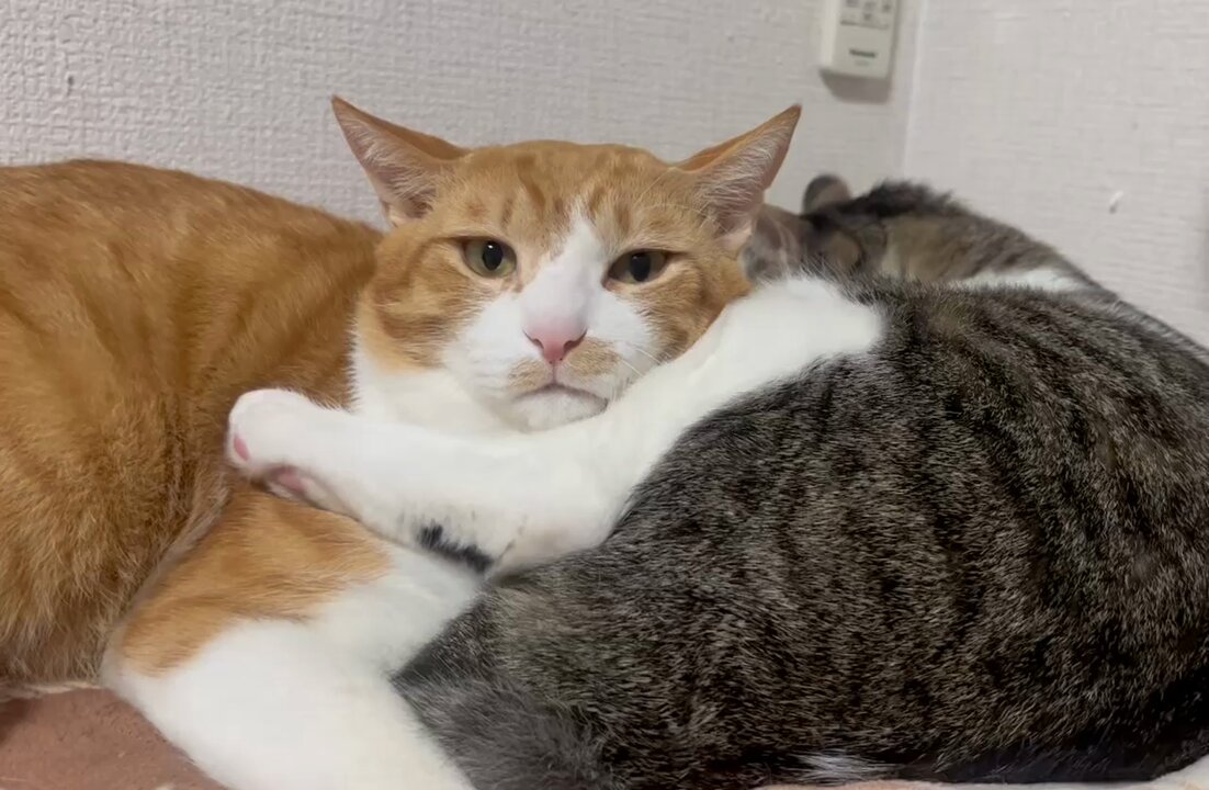 キジ白つくしちゃんときなこ🐾 (@Neko2Obasan) / X