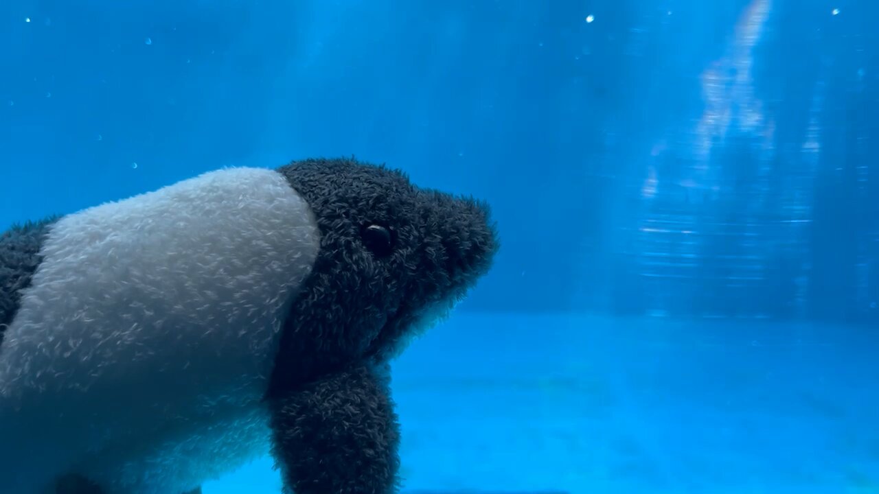 仙台うみの杜水族館 レインボーイルカぬいぐるみくじ (2023年度