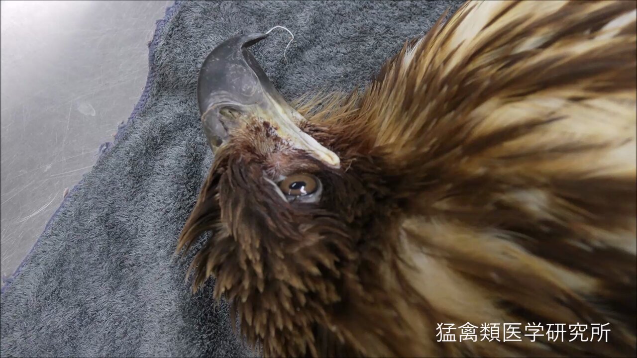 猛禽類医学研究所 齊藤慶輔 on X: 