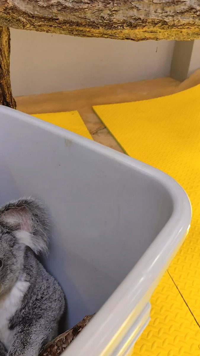 横浜市立金沢動物園【公式】 on X: 