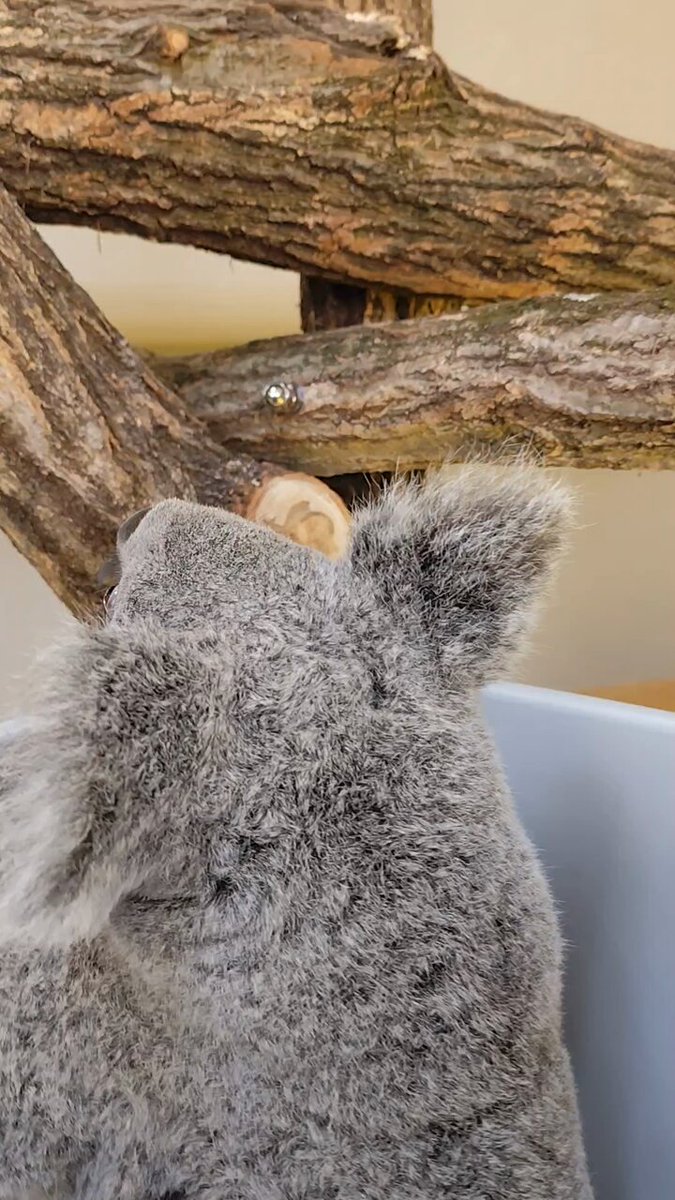 横浜市立金沢動物園【公式】 on X: 