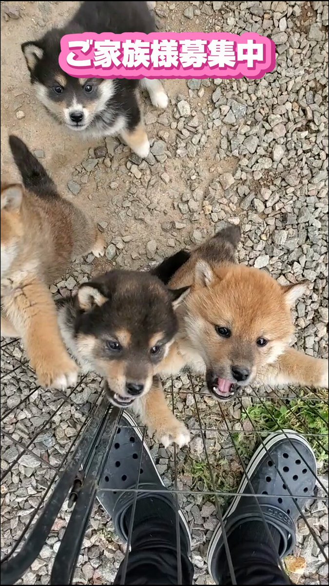 柴犬ブリーダー】こいぬの里【大阪】関西エリア 次回出産予定