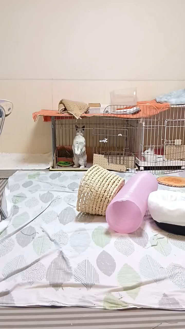 ブンちゃん (@bunchanthebunny) / X