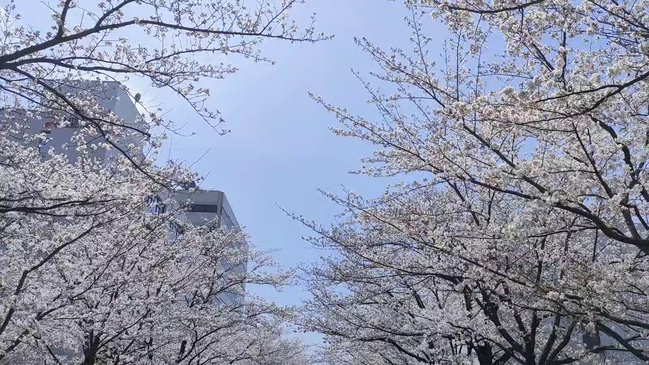 チャミ on X: チャミ on X: