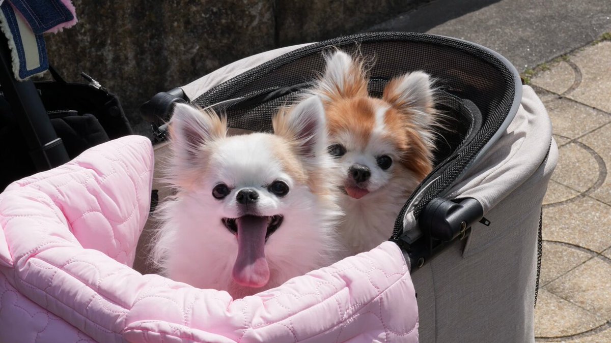 パネル生地 犬柄 リボンチワワちゃん 先着6枚 2/22 - メルカリ