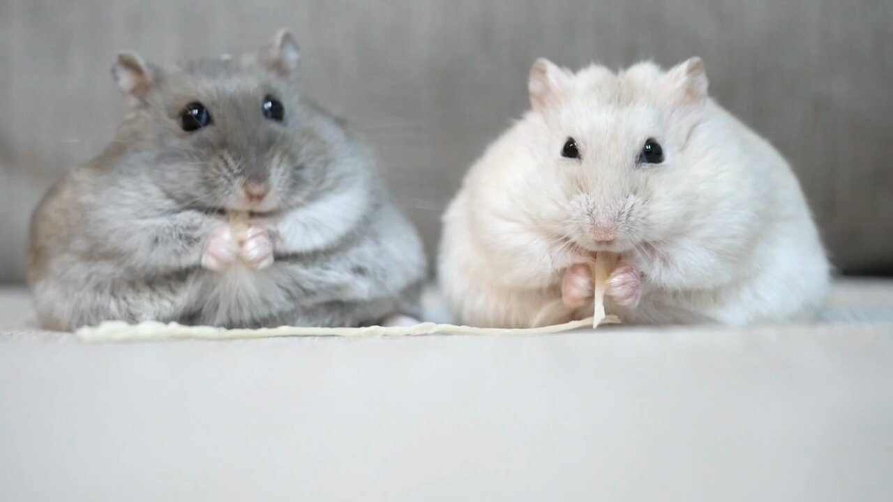 ハムスターカフェ mogumogu on X: 