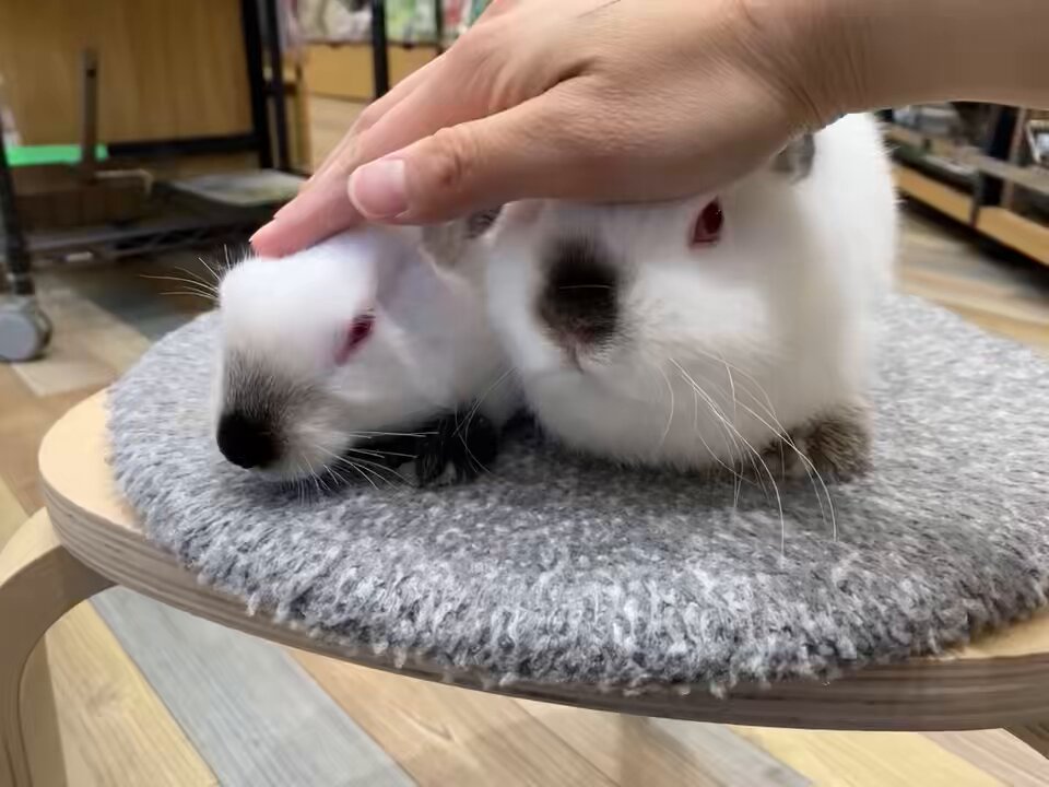 うさぎのしっぽオリナス錦糸町店 on X: 