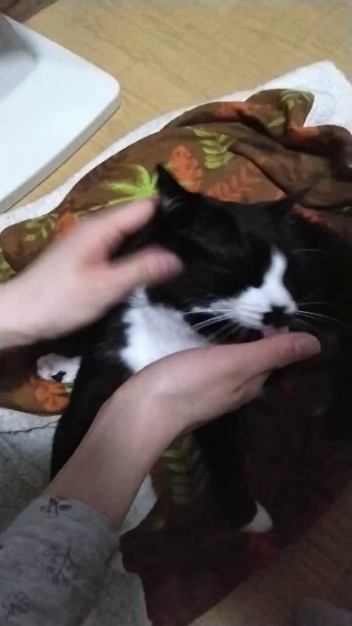 cat-roll-toy-01b.jpg