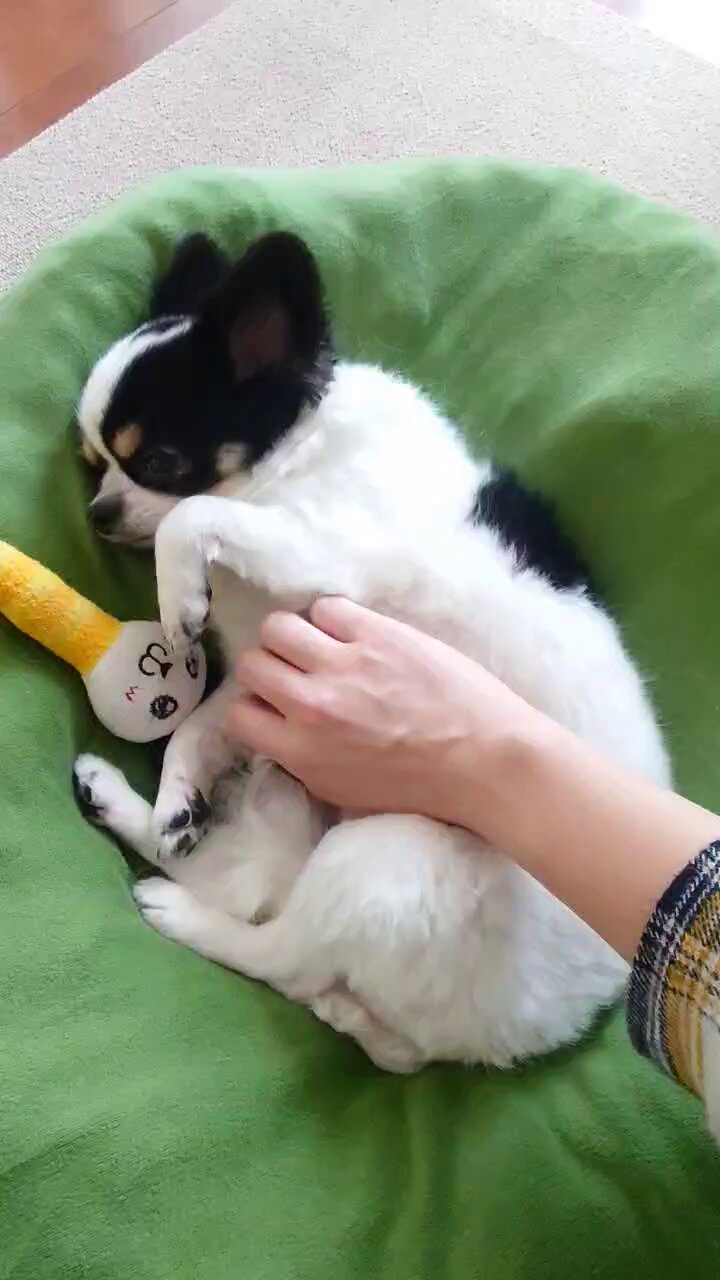 犬用 (@Y6w1erIZKKgi9fE) / X