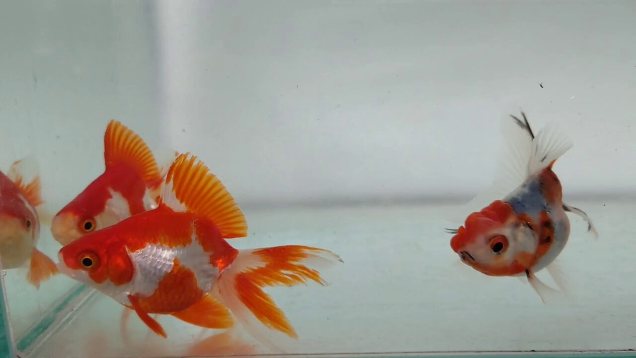 川澄太一の金魚展 on X: 川澄太一の金魚展 on X: