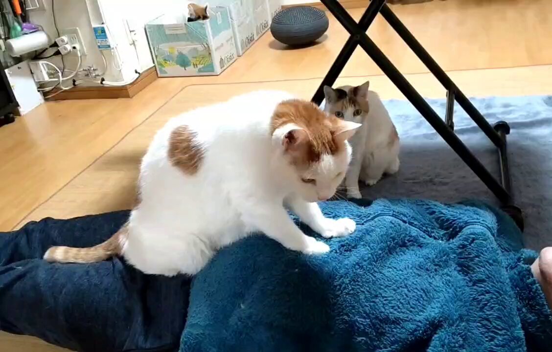 猫じゃらし (@nekosama_18) / X