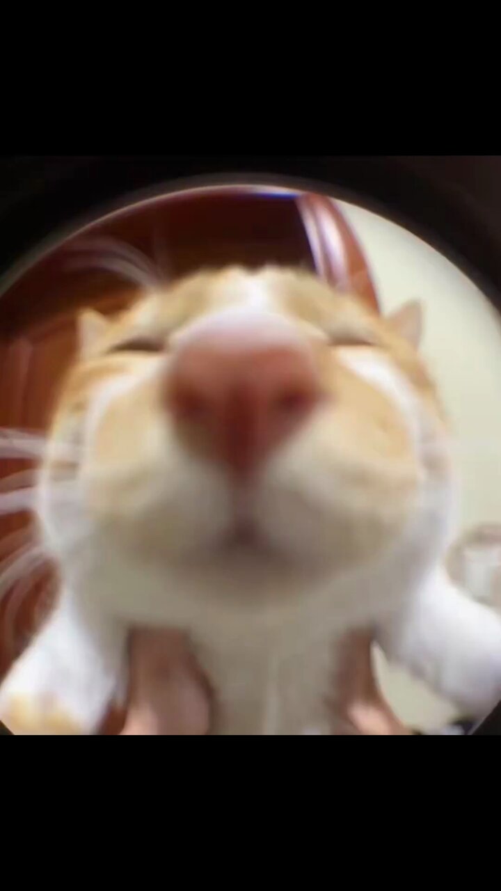 Yuyu19711 💗🐱Father of Two Gatos🐱💗 (@yuyu197100) / X