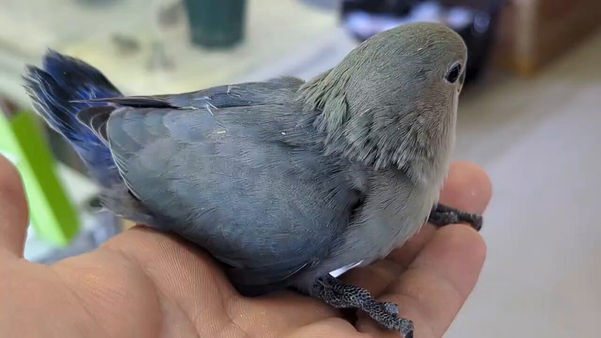 かとうゆみ　犬と小鳥の植木鉢 後藤瑞葉_植木鉢_5nGM278 – Hachi-8