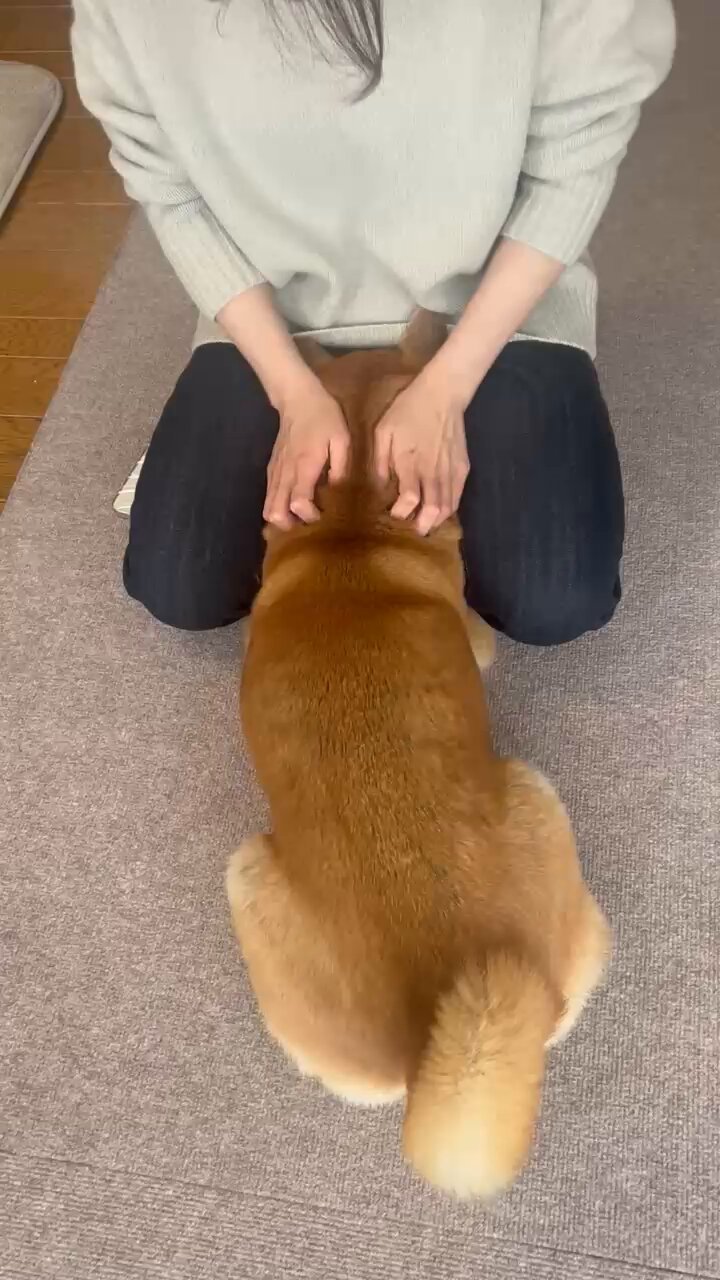 柴犬りん様 柴犬 りん on X: 
