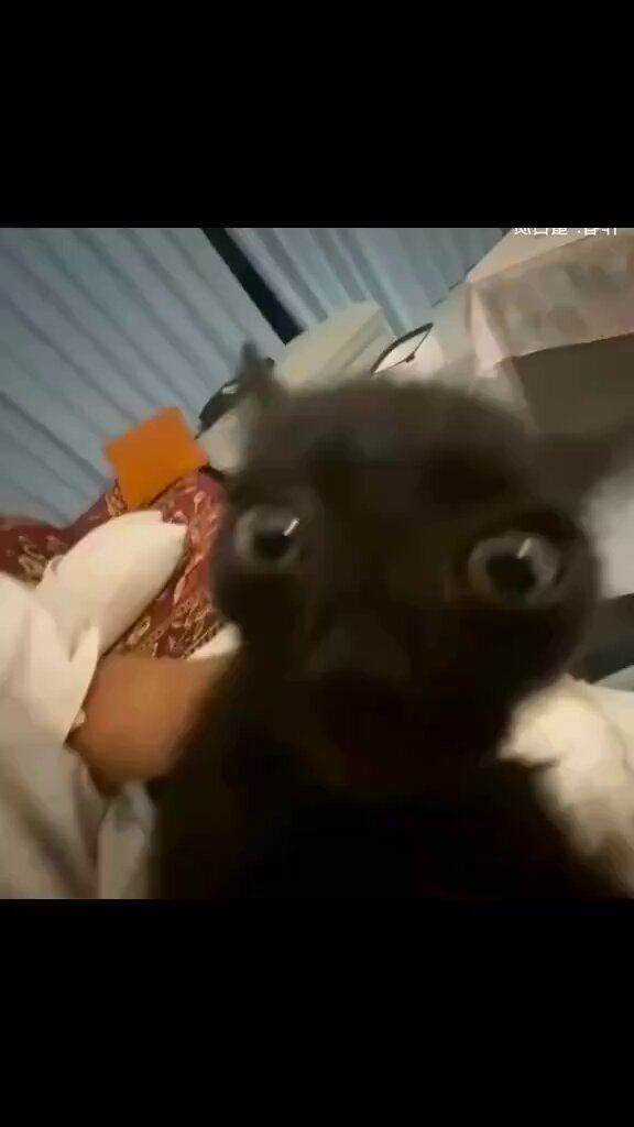 Yuyu19711 💗🐱Father of Two Gatos🐱💗 (@yuyu197100) / X