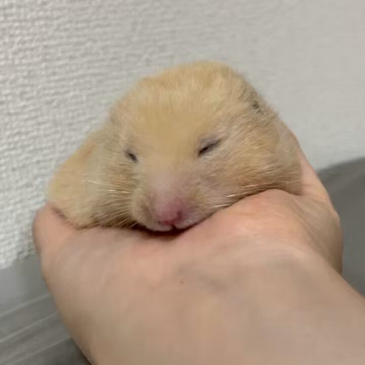 ねずこ🐹❤️ビビ🐹💛ｷﾝｸﾏﾊﾑｽﾀｰ (@hamusukehamumi) / X
