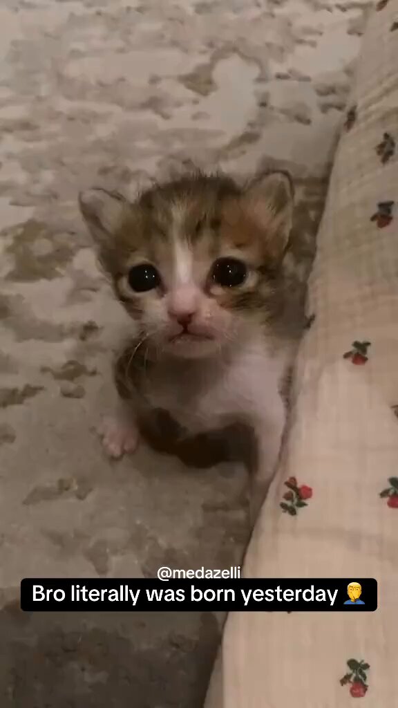 🌈猫魂🐈‍⬛ニャン吉🌈Q17/GESARA/UBI/RV/EBS 🌈#猫 #ネコ on X