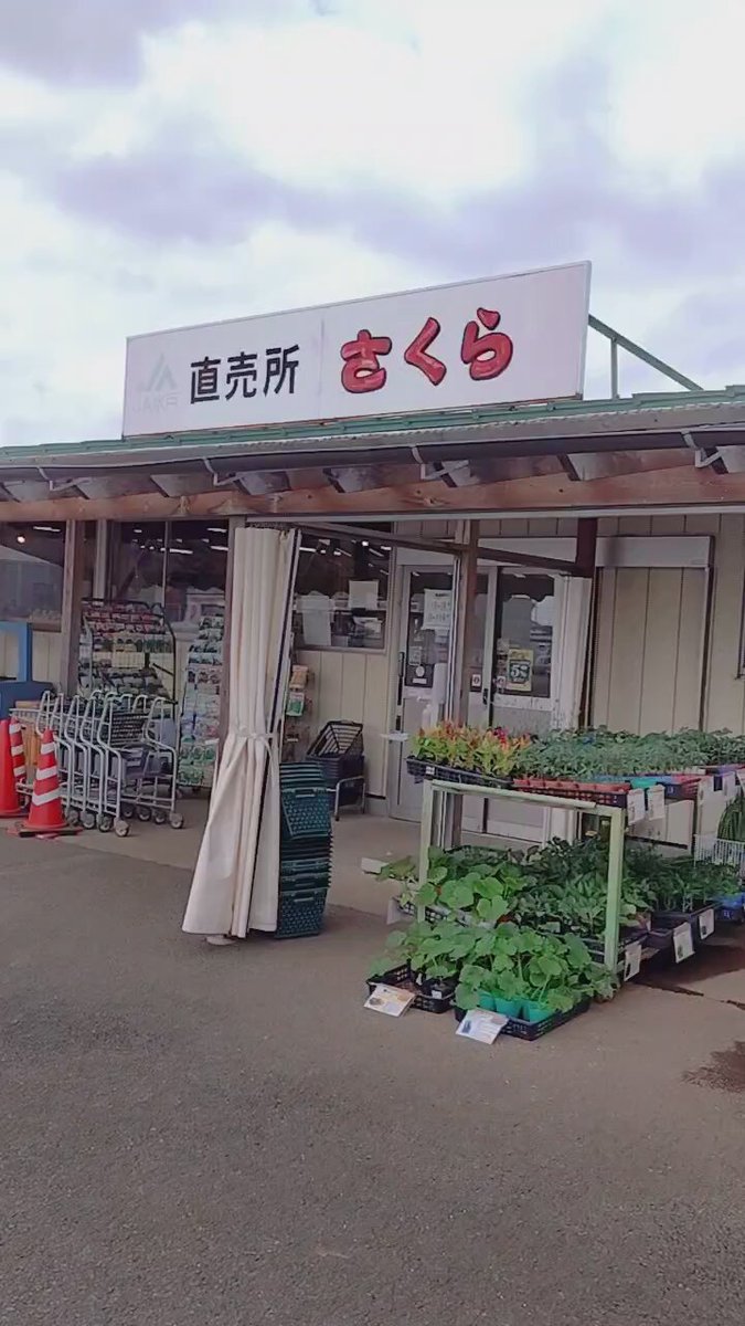 多肉植物専門店 ✾Haru春✾ (@HaruHaru230422) / Posts / X