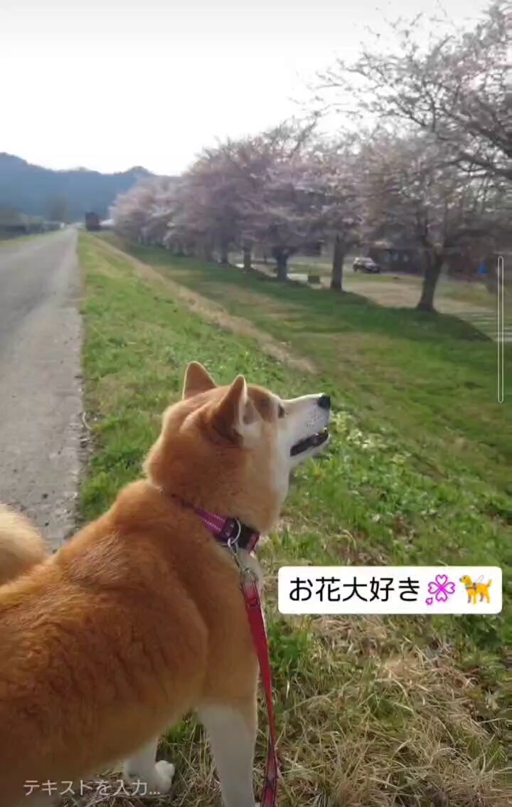 柴犬yuki@バイクlove (@yuki93378501) / Posts / X