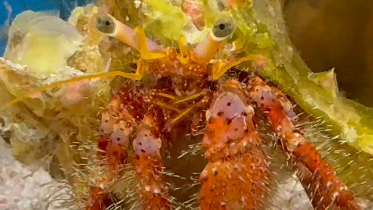 すさみ町立エビとカニの水族館 on X: すさみ町立エビとカニの水族館 on X: