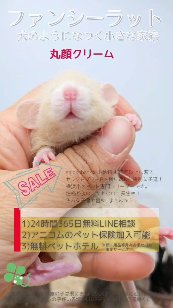 shippobank ペット専門ファンシーラット、ファンシーマウス