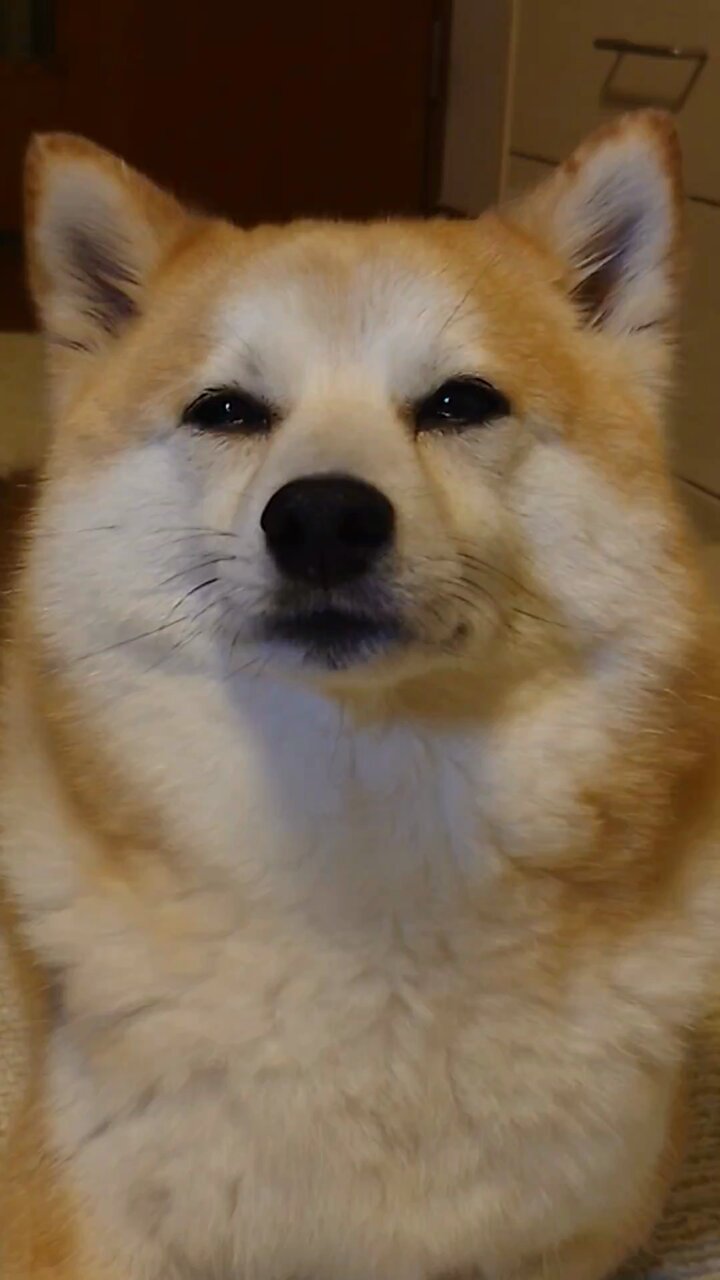 mochizukidogstadium | 🐶 柴犬 🎂 2025年1月20日 🎀 女の子