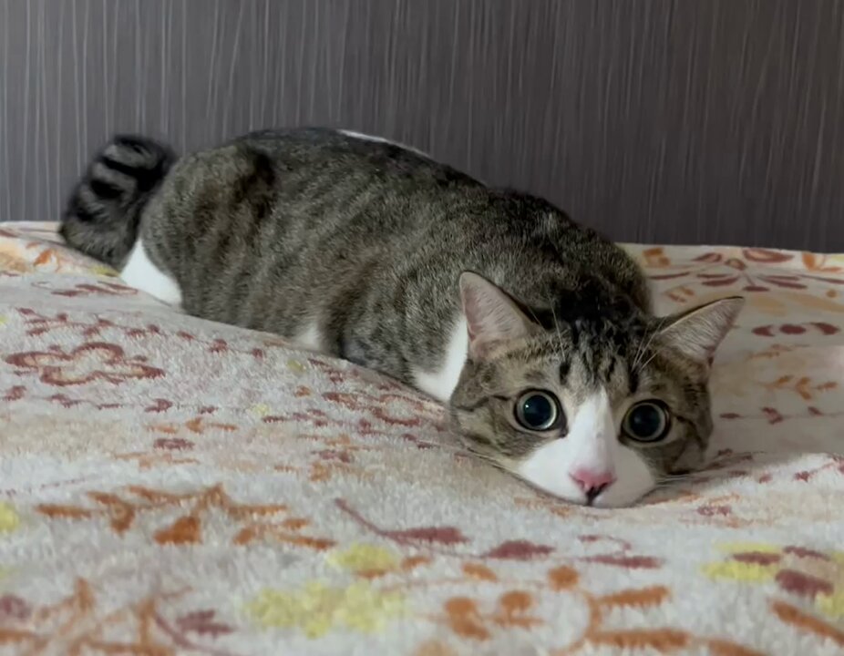 キジ白つくしちゃんときなこ🐾 on X: キジ白つくしちゃんときなこ🐾 on X: