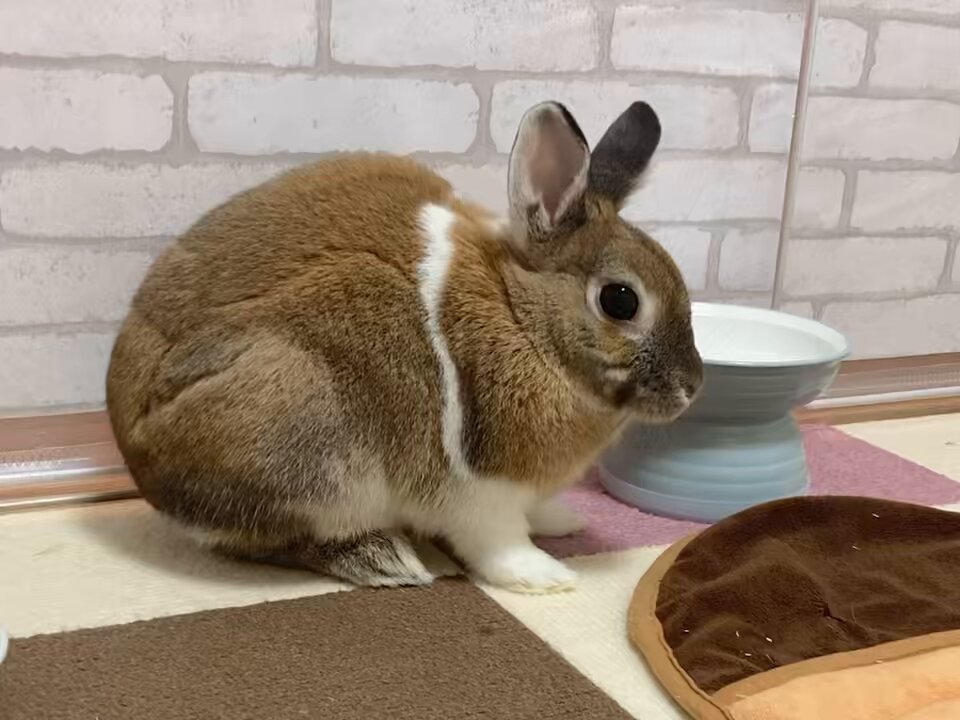 ウチのミカンちゃん【ミニウサギ】 on X: ウチのミカンちゃん【ミニウサギ】 on X: