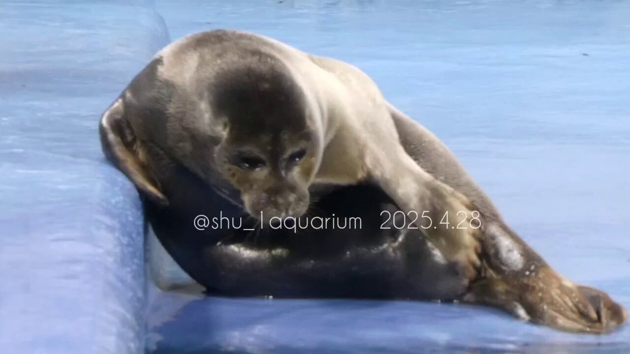 新・動物記 (@Dobutsuki_KUP) / X