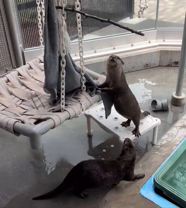 コツメカワウソと仲間たち【よみうりランド公式