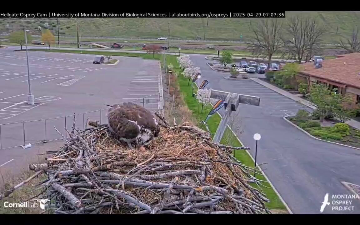 @hefercas video Tweet