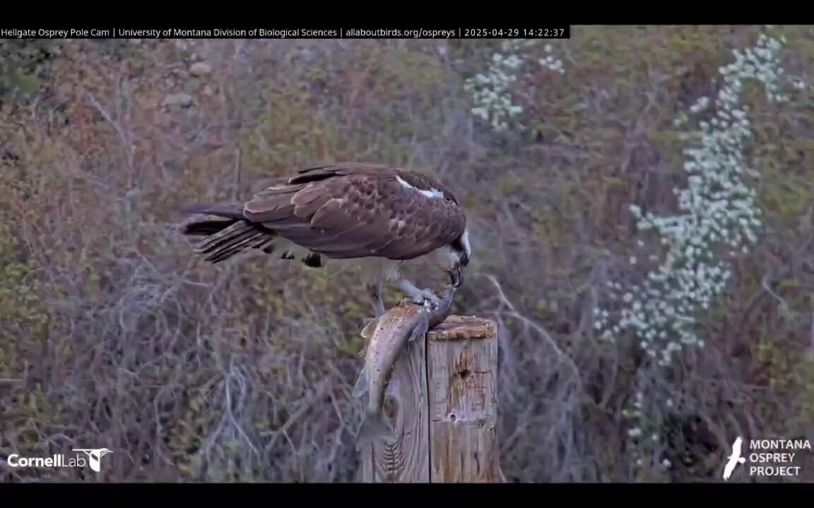 @hefercas video Tweet