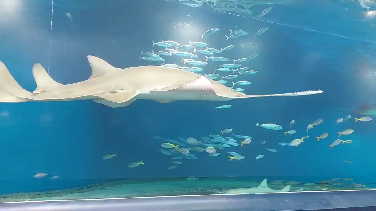 世界最大　ノコギリエイ 吻　骨格標本　セット販売　Pristis Pristis チェーンソーのような吻部が特徴的な、古代のノコギリエイ