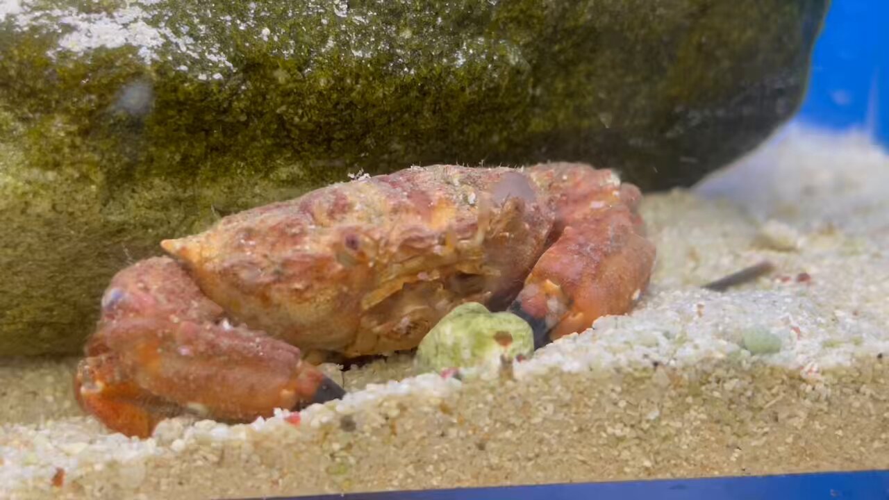 エビ・カニのなかま (知られざる動物の世界) | 青木淳一 監訳
