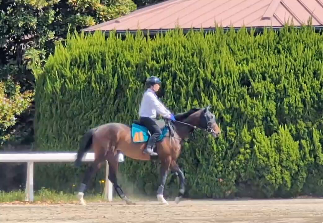 勝馬 競馬専門紙インターネット競馬新聞 on X: 