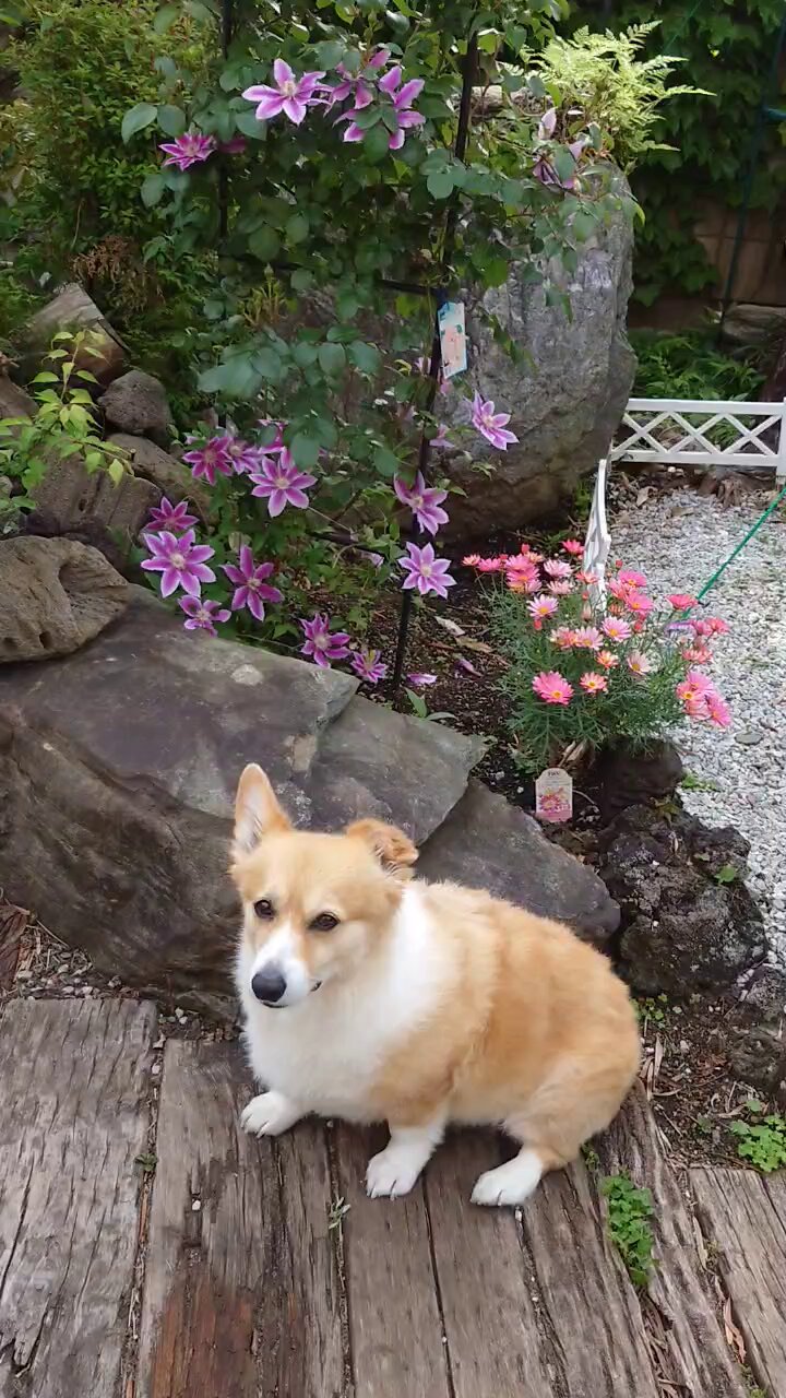 メロちゃん on X: 