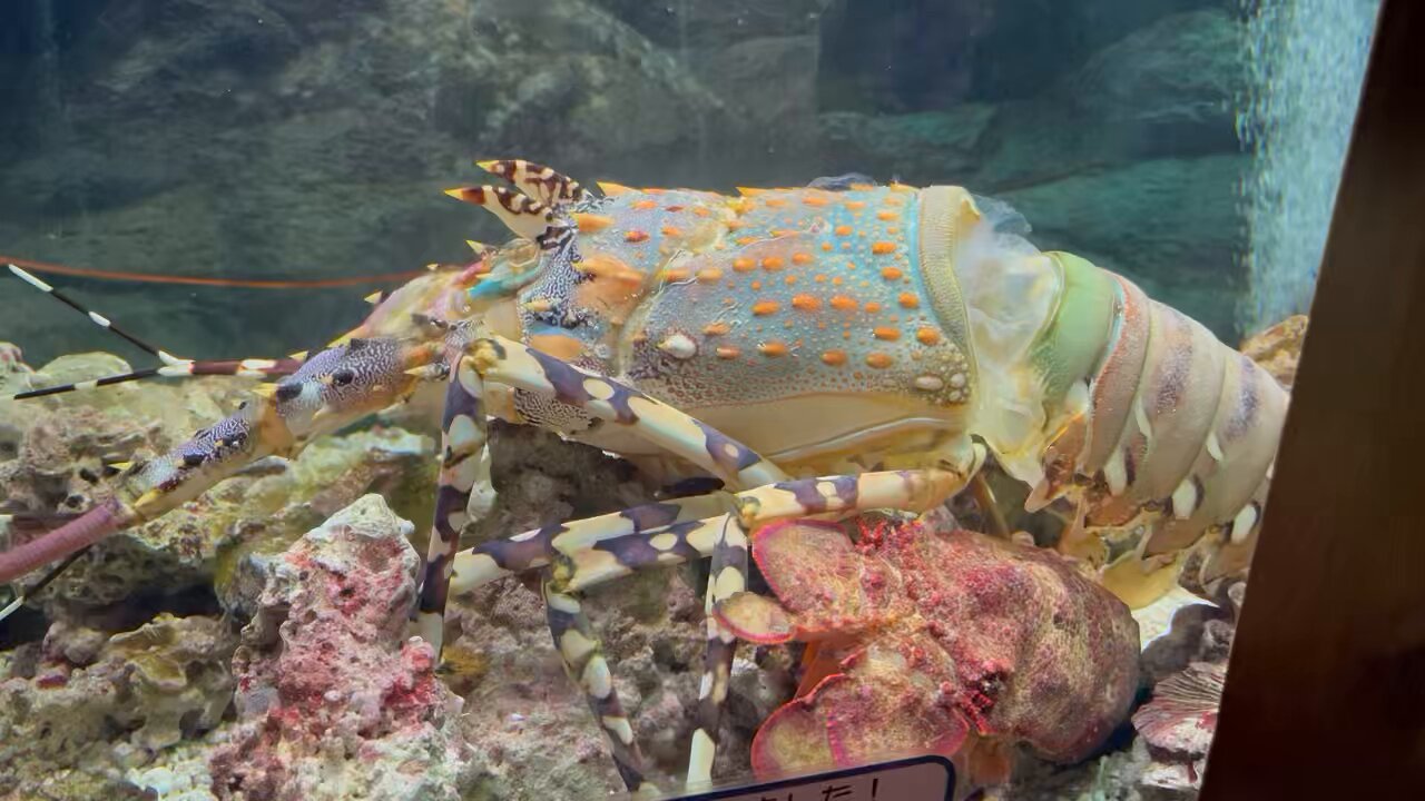 すさみ町立エビとカニの水族館 | スナホリガニさんの超絶早技砂