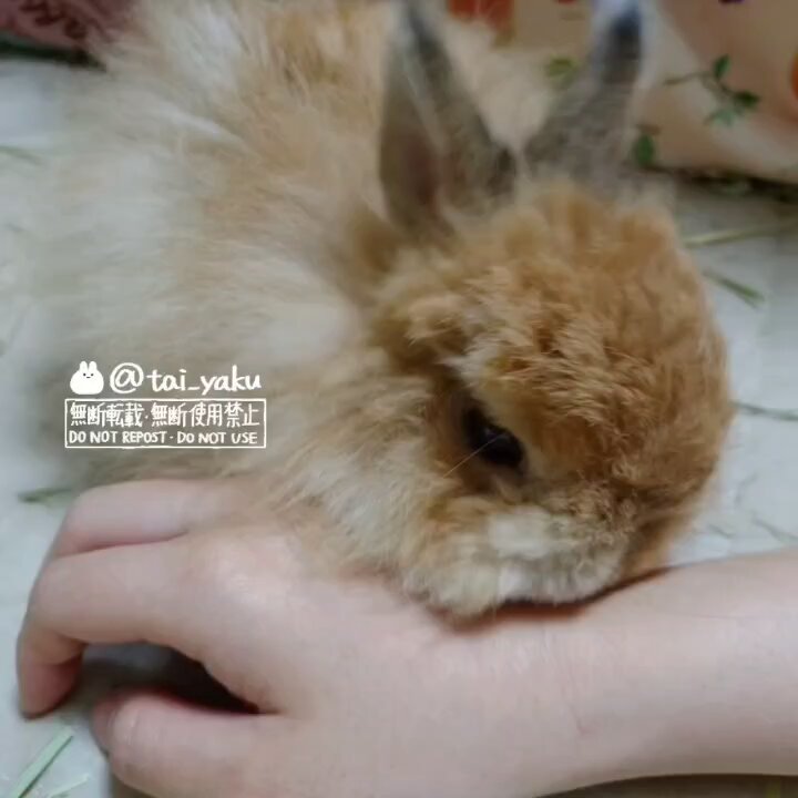 お毛玉様🐇 (@tai_yaku) / X