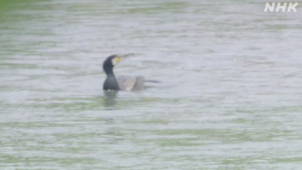 ダーウィンが来た！ (@nhk_darwin) / X