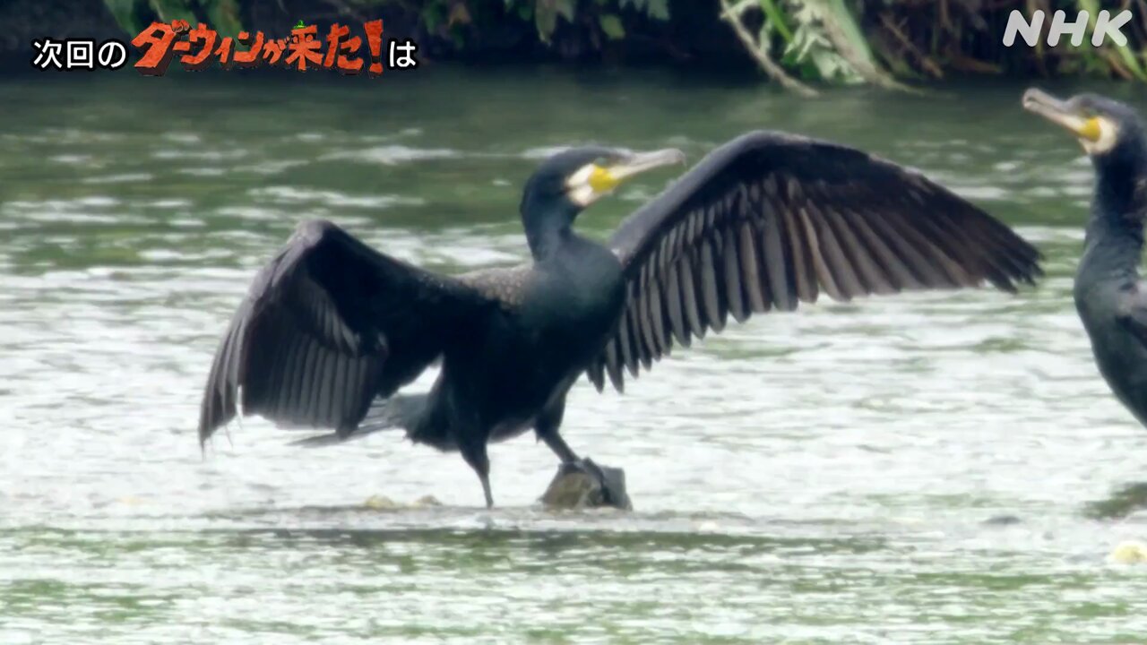 ダーウィンが来た！ (@nhk_darwin) / X