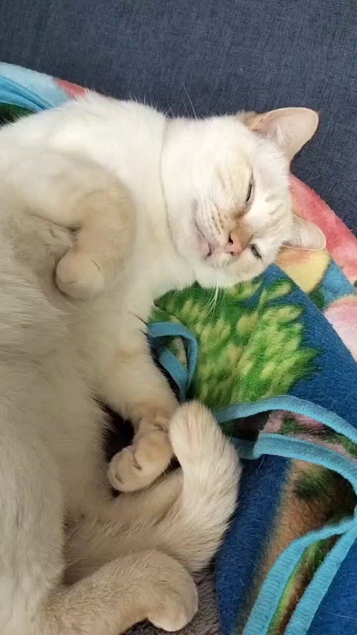 佳　泥棒猫 泥棒猫 #猫 #cat